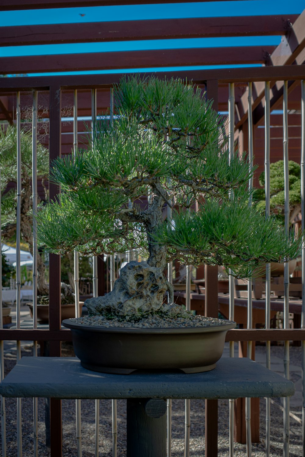 a tree in a pot