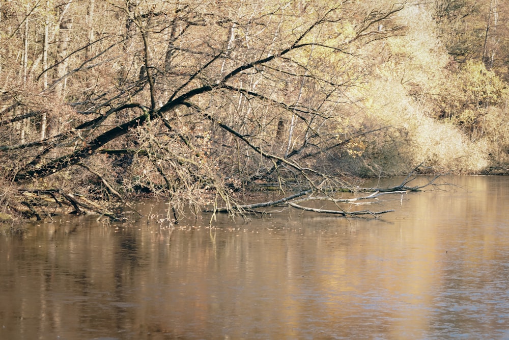 a river with trees on the banks