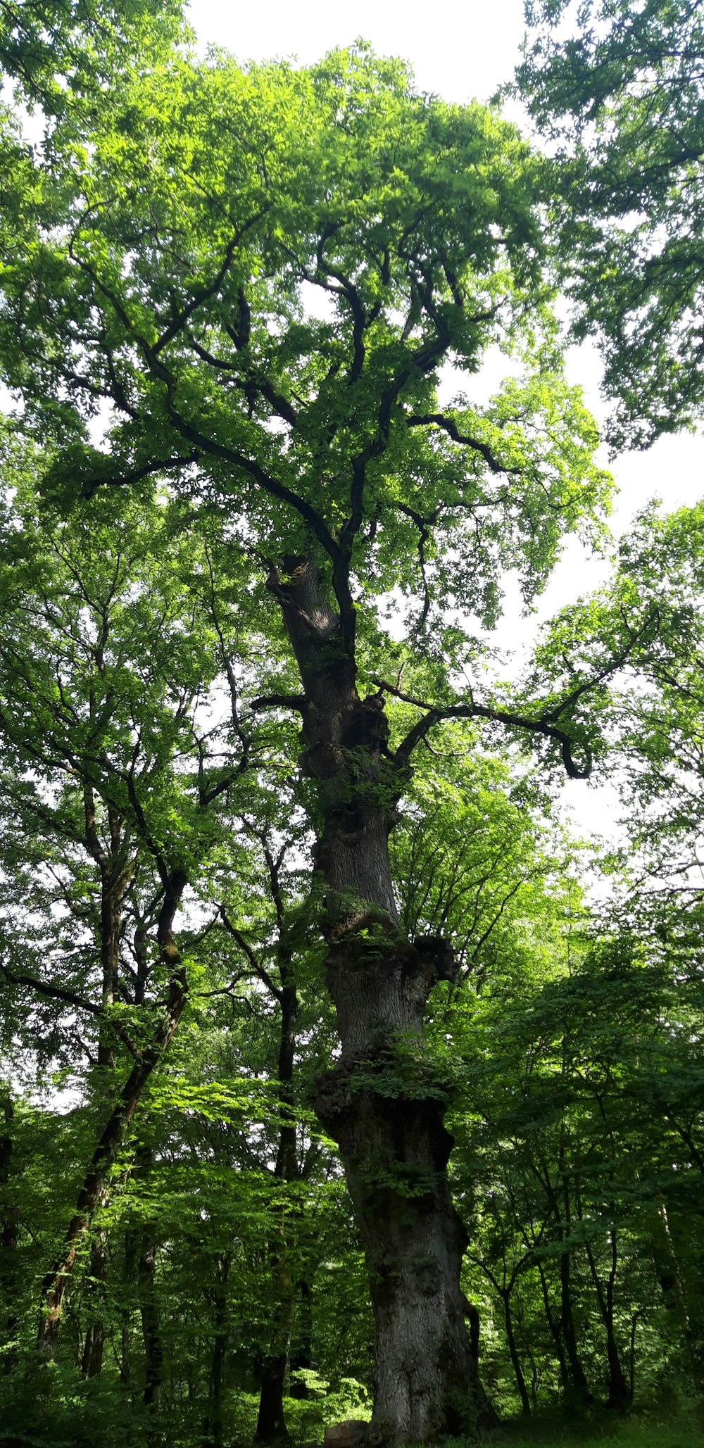 a tall tree with many branches