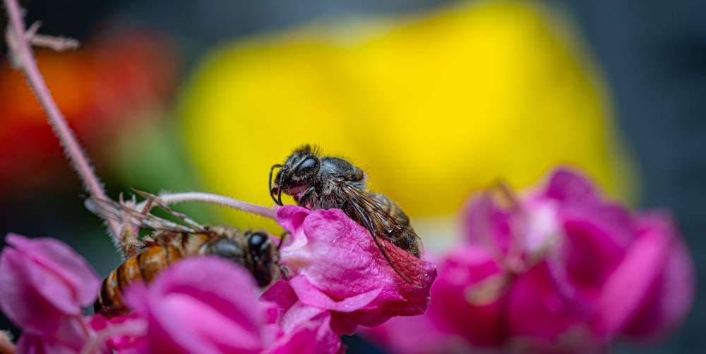 a bee on a flower