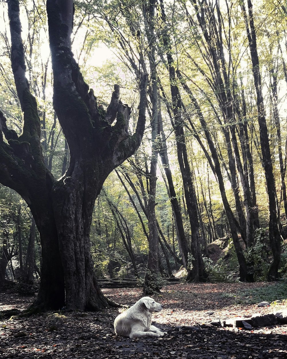 a dog sitting in a forest