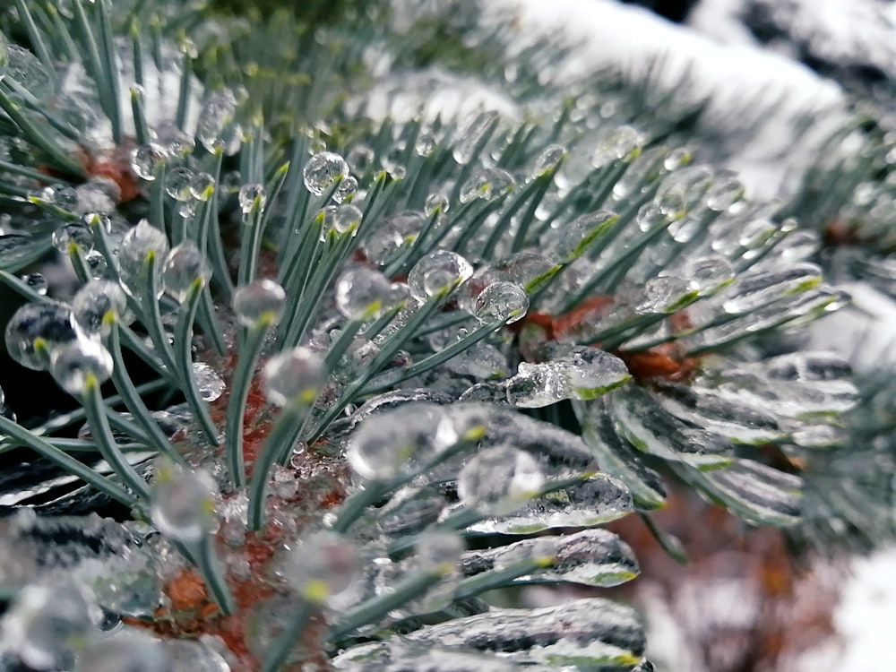 close up of a plant