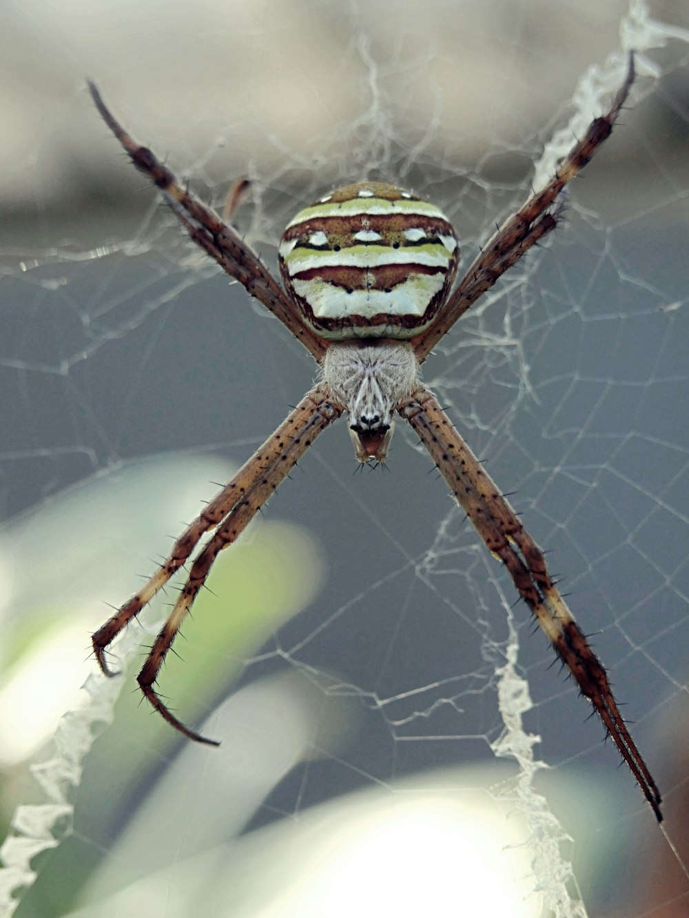 a close up of a spider