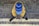 A person sitting on a cobblestone pavement with a stone wall in the background is holding a smartphone to play a game. The individual is wearing a yellow jacket, gray pants, dark shoes, and a blue hat with horizontal stripes.