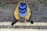 A person sitting on a cobblestone pavement with a stone wall in the background is holding a smartphone to play a game. The individual is wearing a yellow jacket, gray pants, dark shoes, and a blue hat with horizontal stripes.