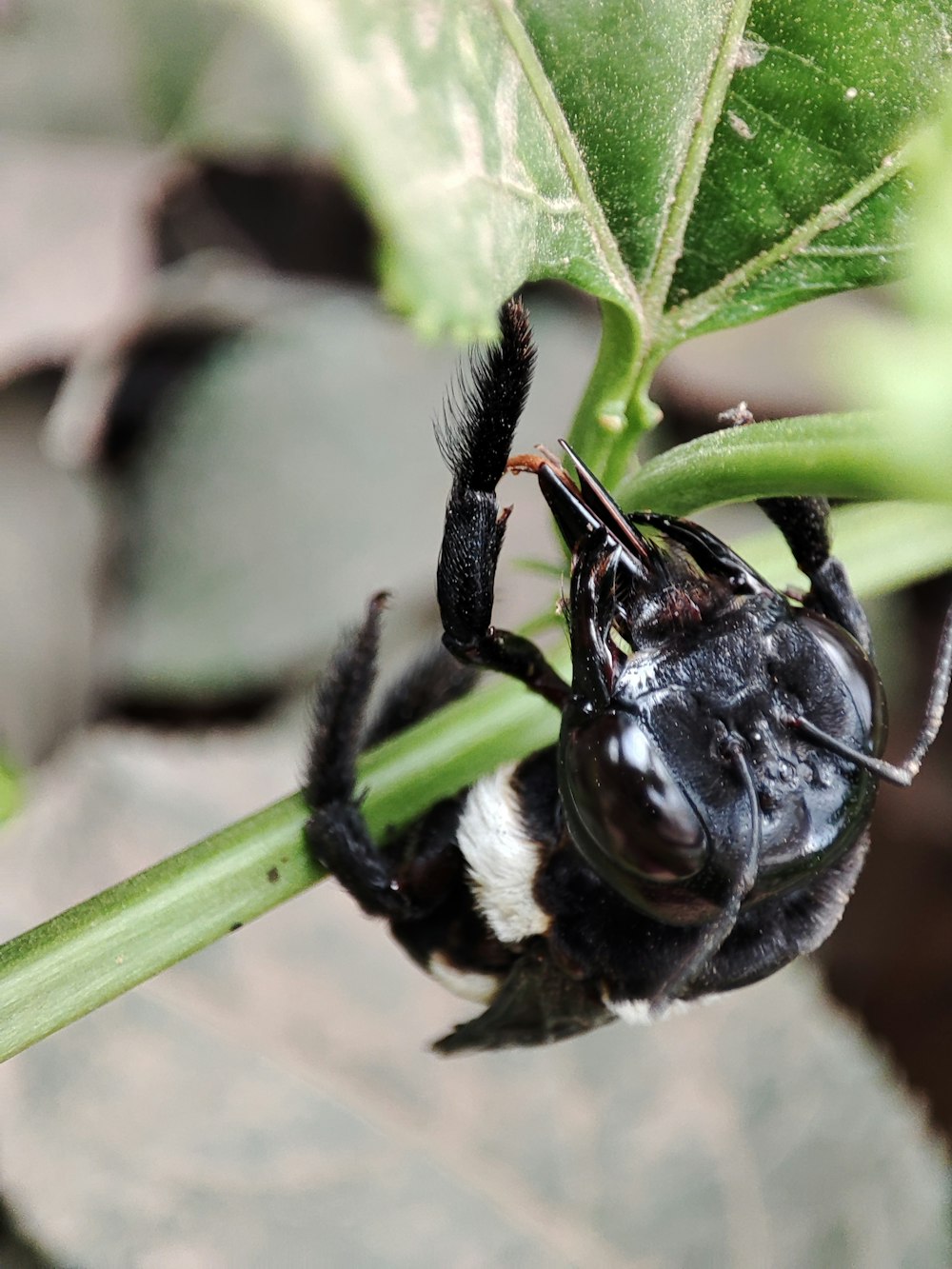 a close up of a bee