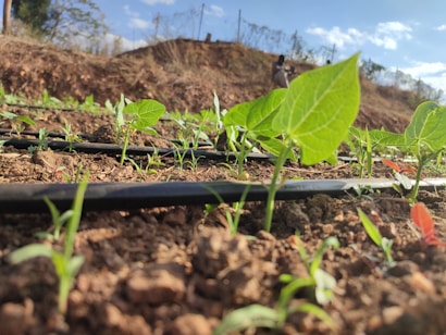 Young green plants sprout from the soil, with black irrigation tubes running along the ground. The scene is sunny and vibrant, suggesting a thriving agricultural area. In the background, there is a blurred image of a person standing, possibly a farmer, and a clear blue sky above.