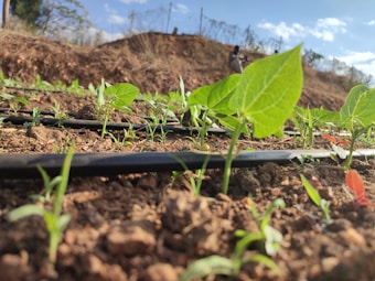Young green plants sprout from the soil, with black irrigation tubes running along the ground. The scene is sunny and vibrant, suggesting a thriving agricultural area. In the background, there is a blurred image of a person standing, possibly a farmer, and a clear blue sky above.