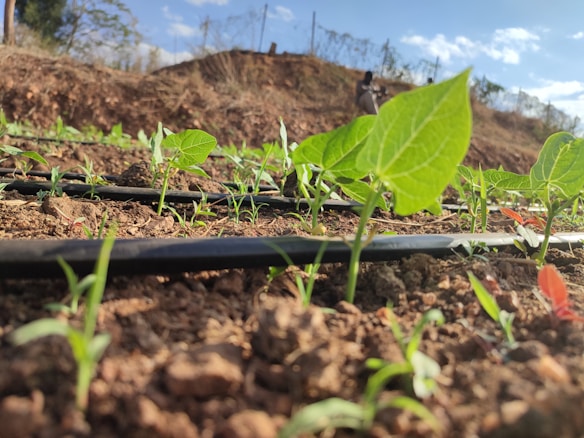 Young green plants sprout from the soil, with black irrigation tubes running along the ground. The scene is sunny and vibrant, suggesting a thriving agricultural area. In the background, there is a blurred image of a person standing, possibly a farmer, and a clear blue sky above.