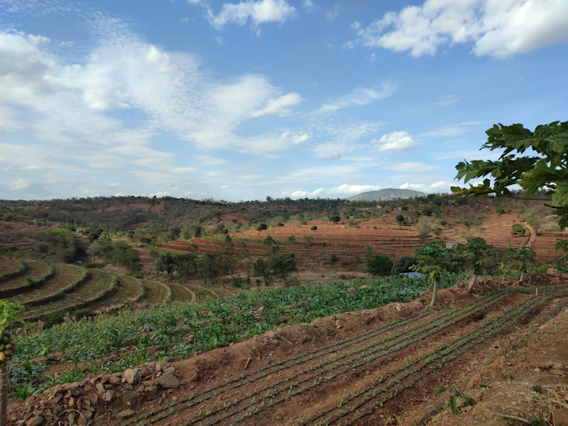 An open landscape with trees and rolling hills under a bright sky