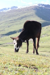 a cow grazing on a hill