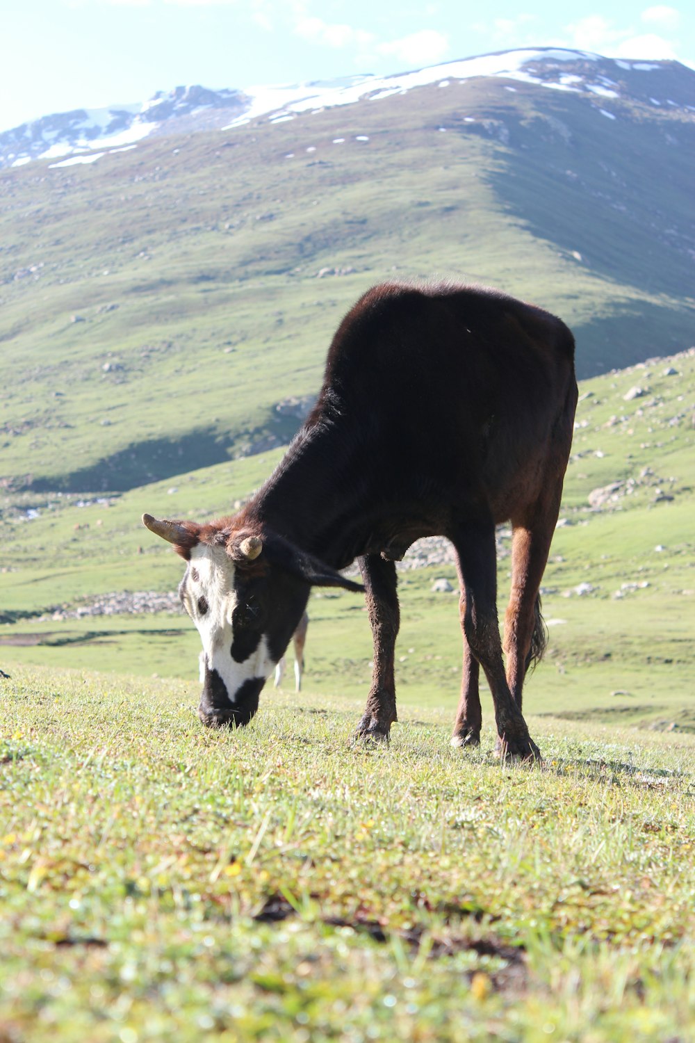 a cow grazing on a hill