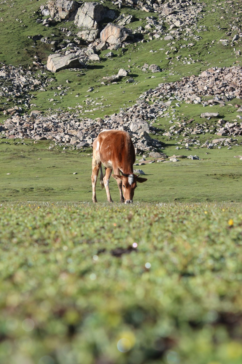 a cow grazing in a field