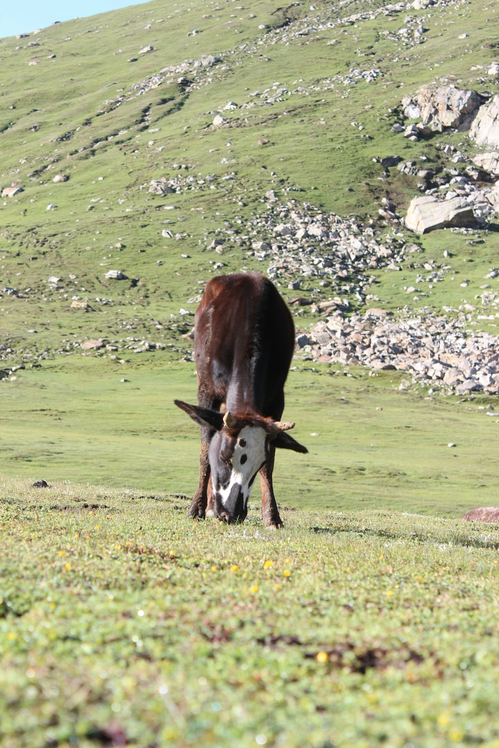 a donkey eating grass