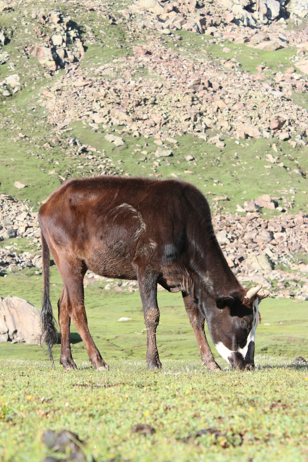 a cow grazing on a field