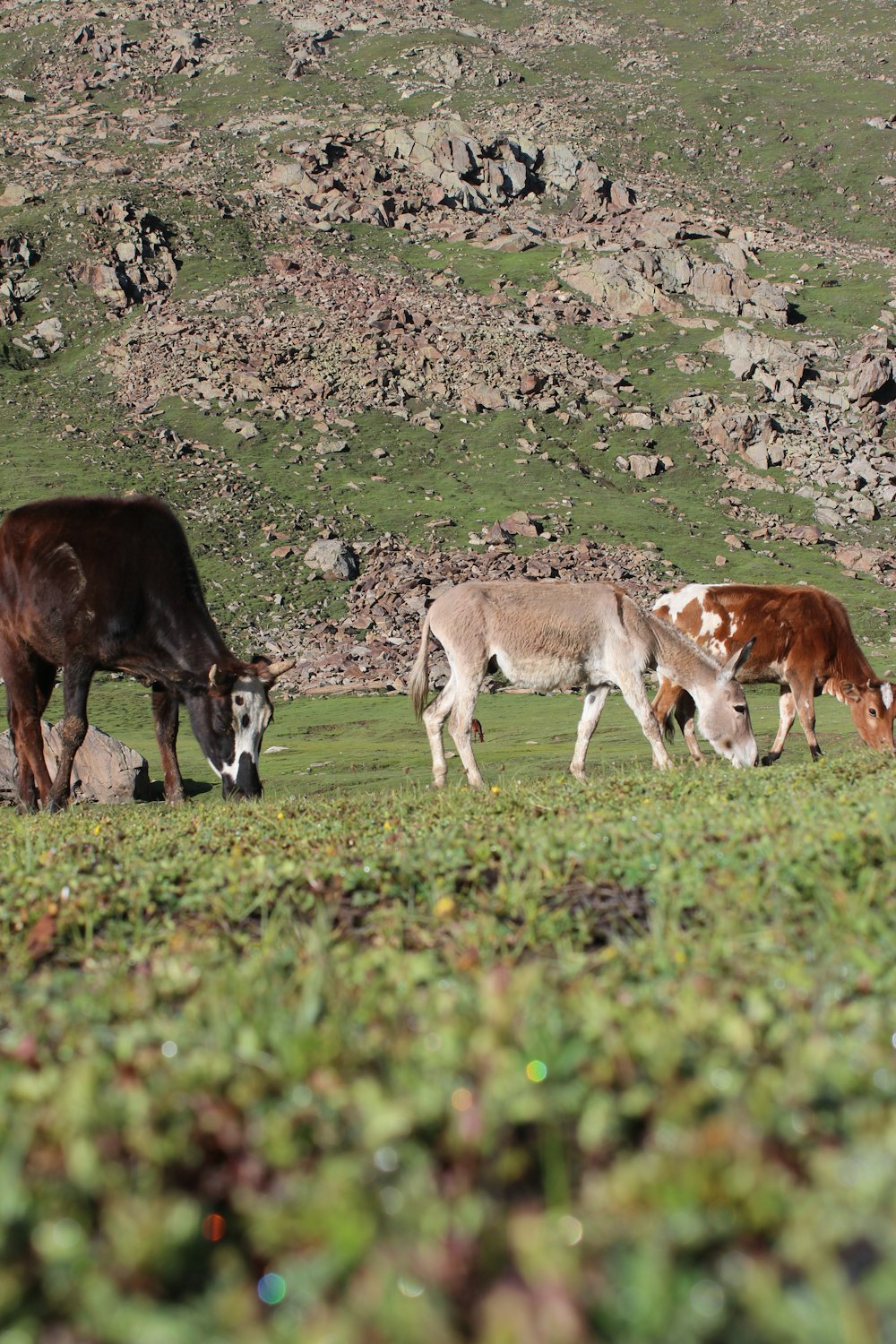 a group of cows grazing on a hill