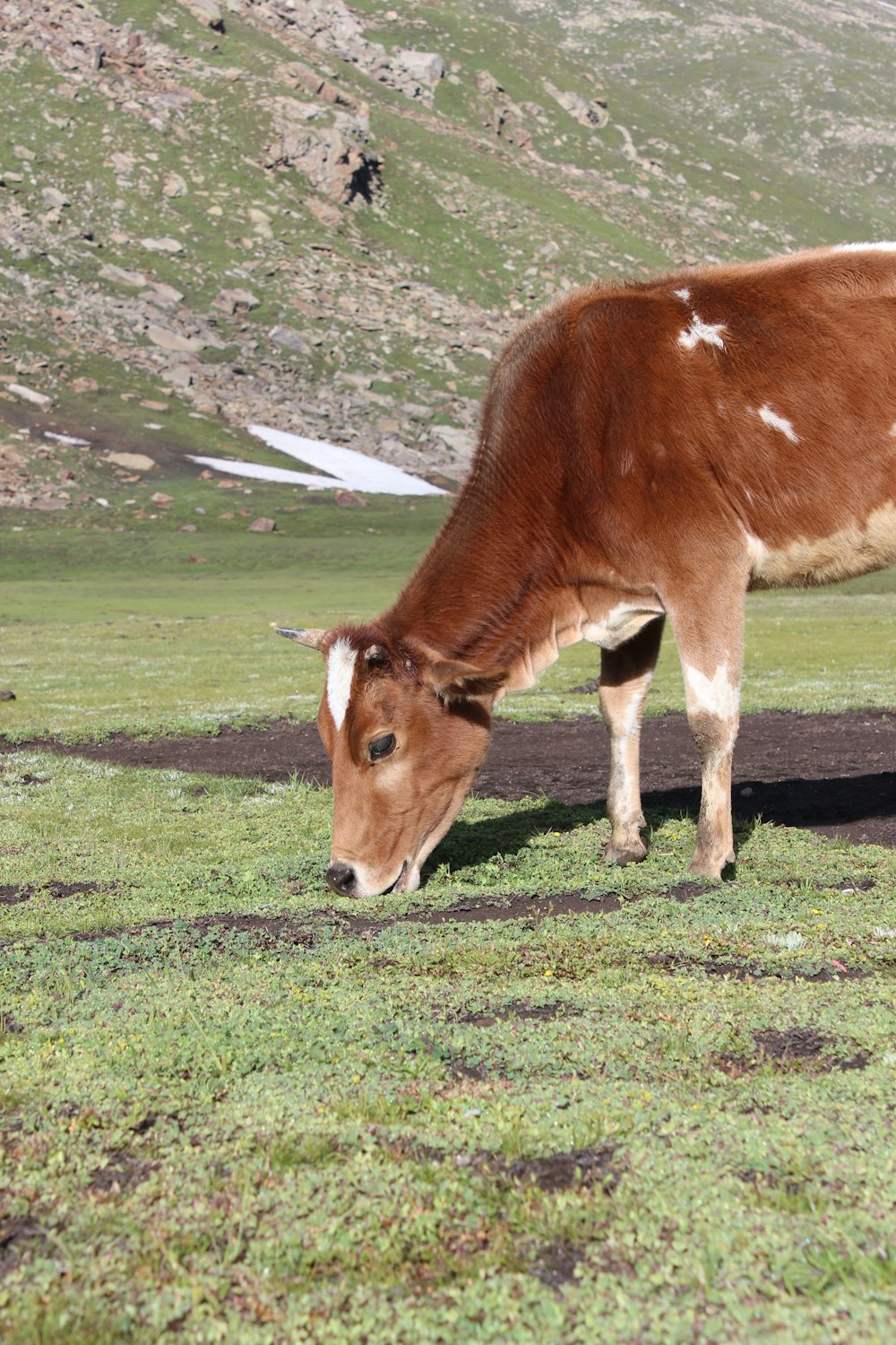 a cow eating grass