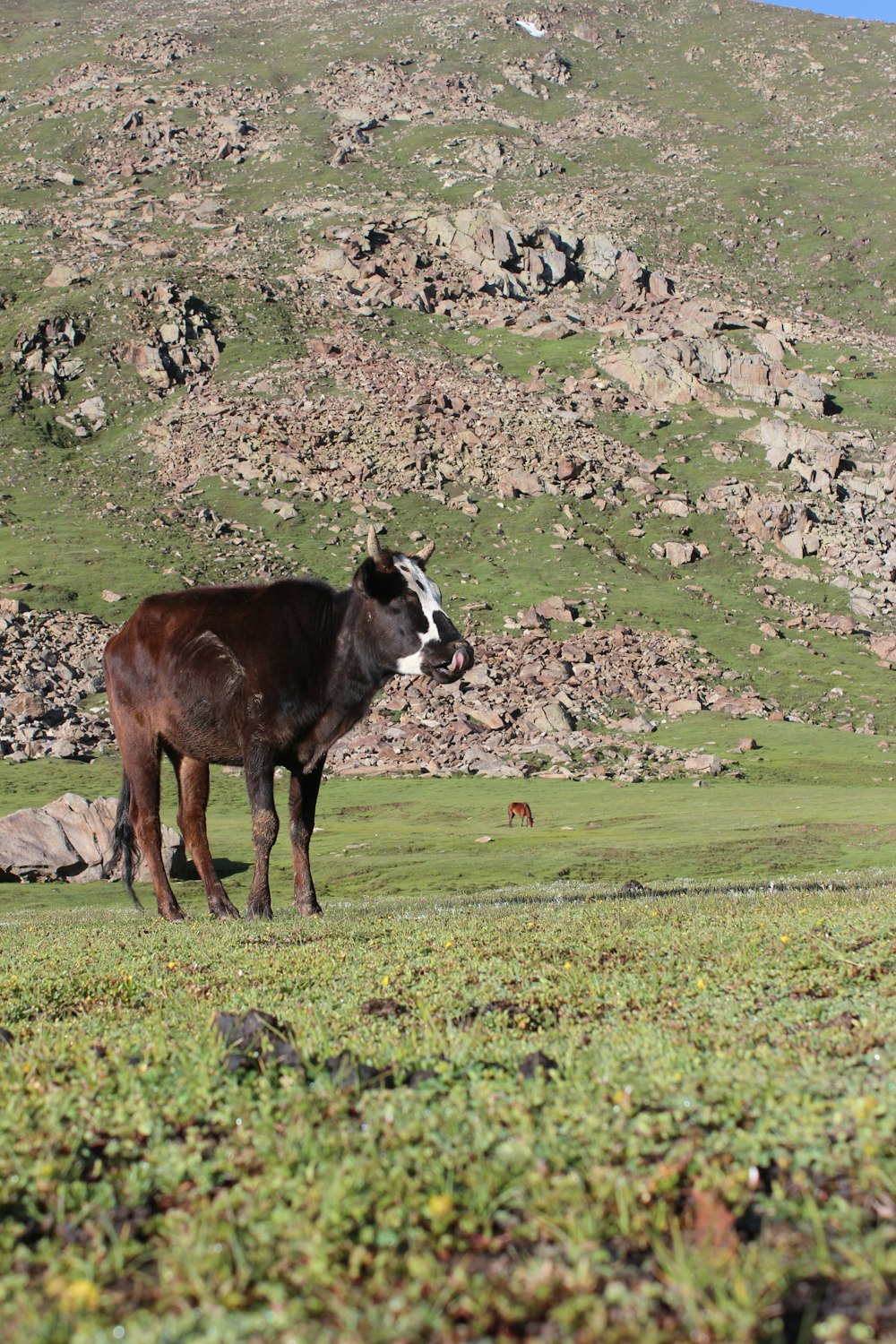 a cow standing on a hill