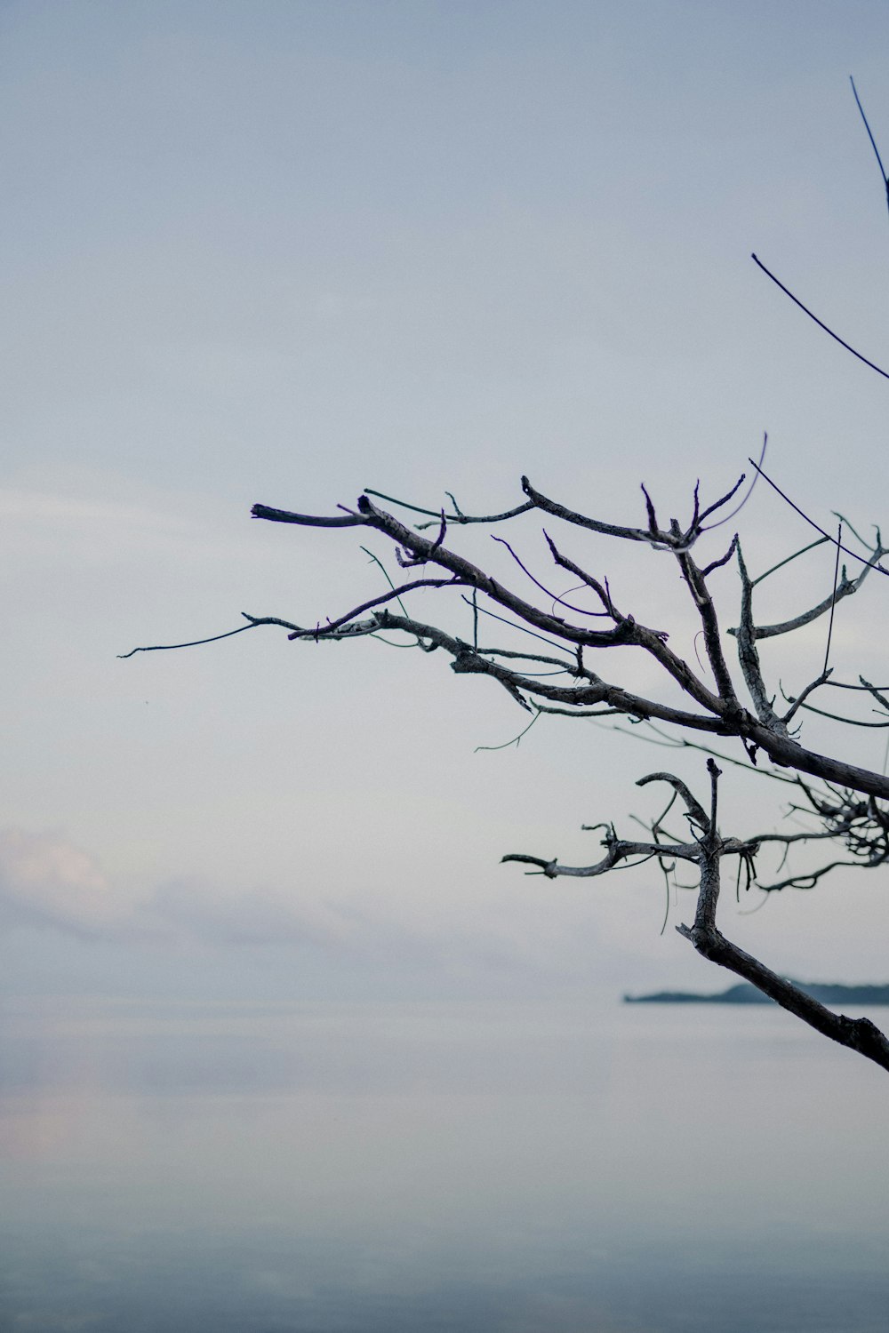 a tree with no leaves