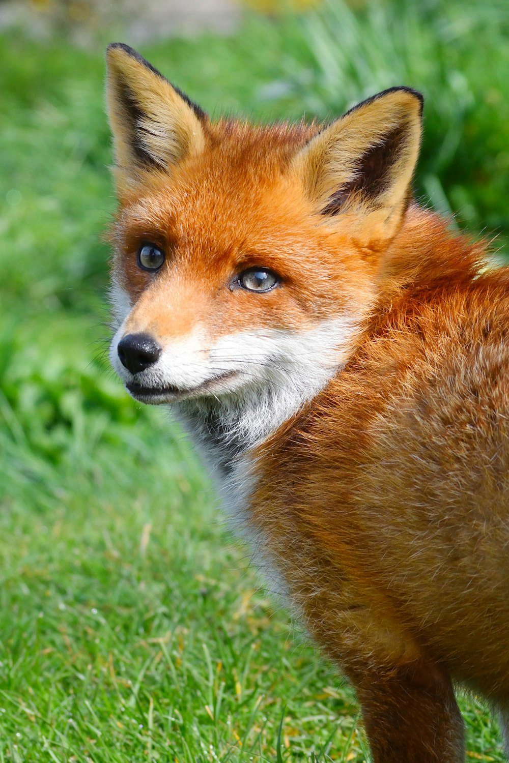 a fox standing in grass