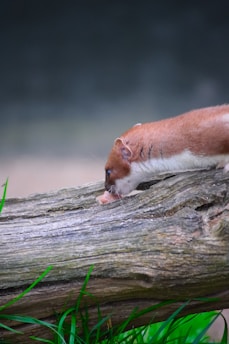 a squirrel eating a piece of food