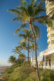 palm trees and a building