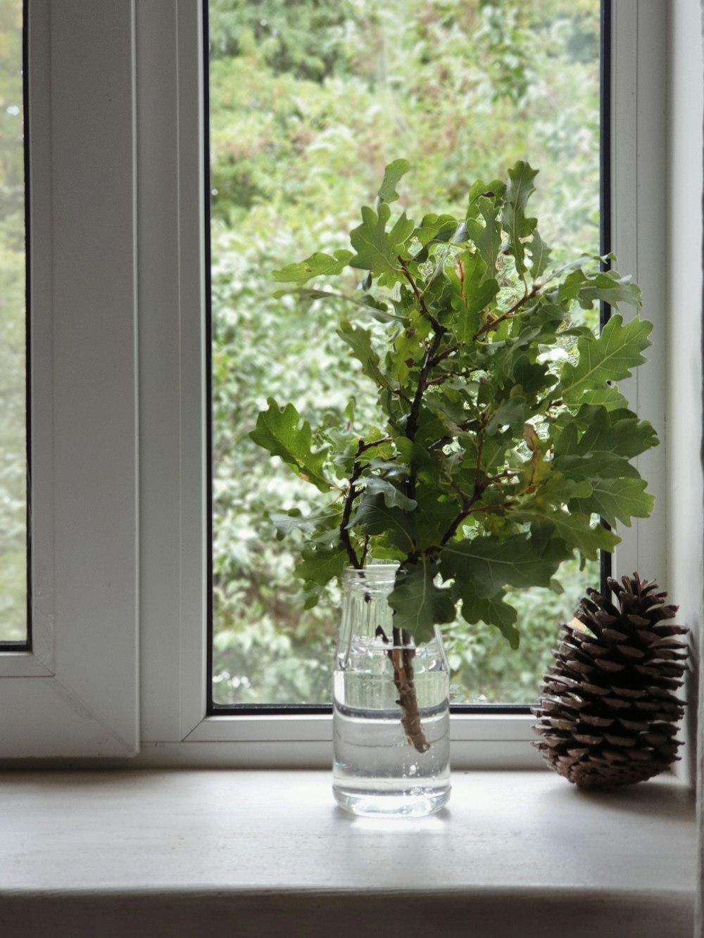 a plant in a glass vase