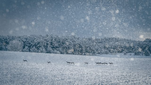 Deutscher Schnee