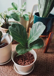a group of potted plants