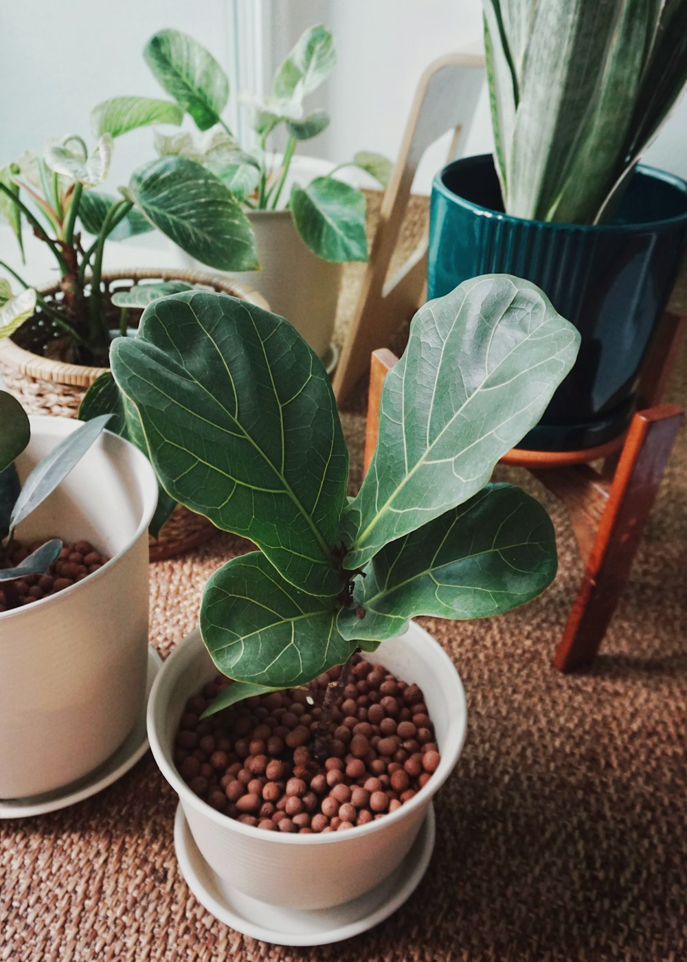 a group of potted plants