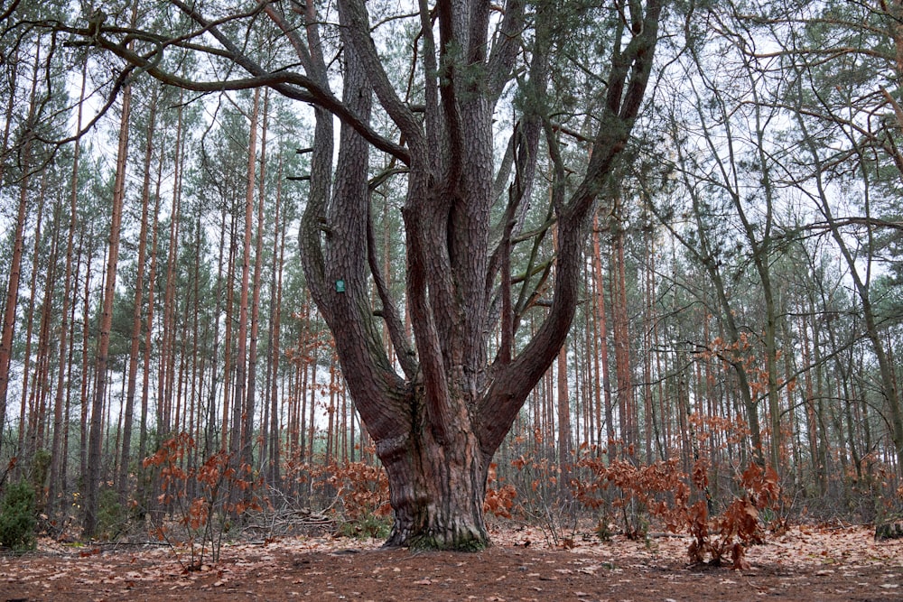 a tree with many branches