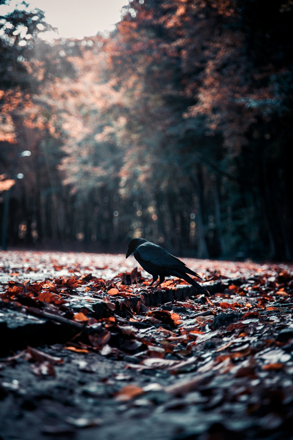 a bird walking on a fallen tree