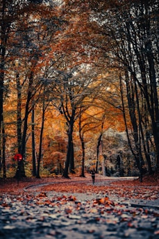 a person walking in a park with trees with orange leaves