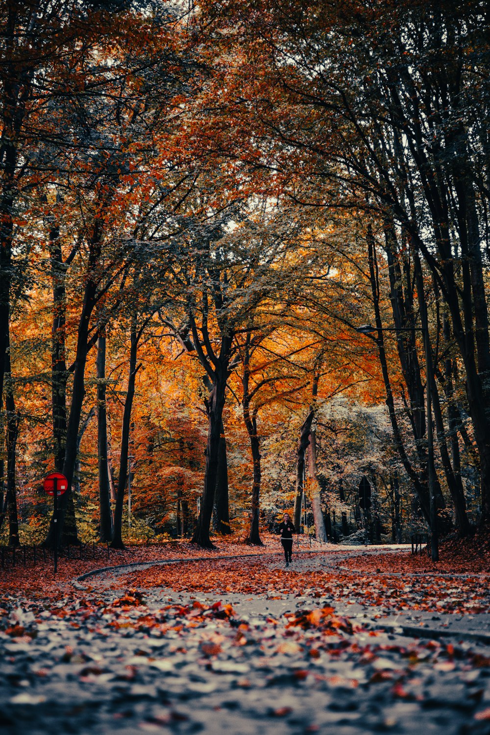 a person walking in a park with trees with orange leaves