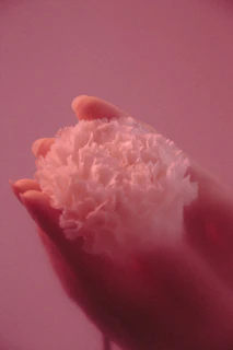 An elegant close-up of hands gently holding a delicate flower, bathed in soft natural light