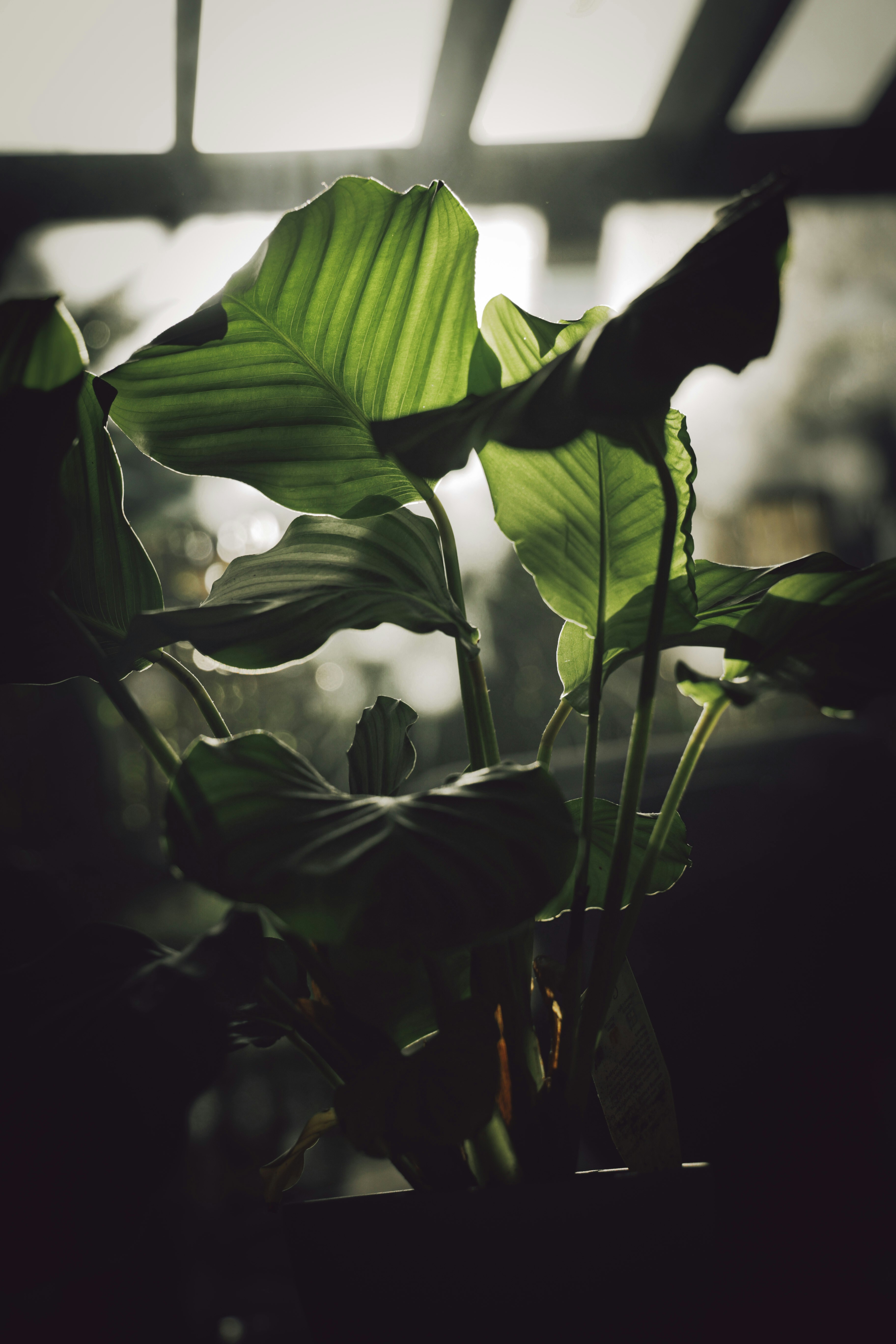 Photo by larisarunova