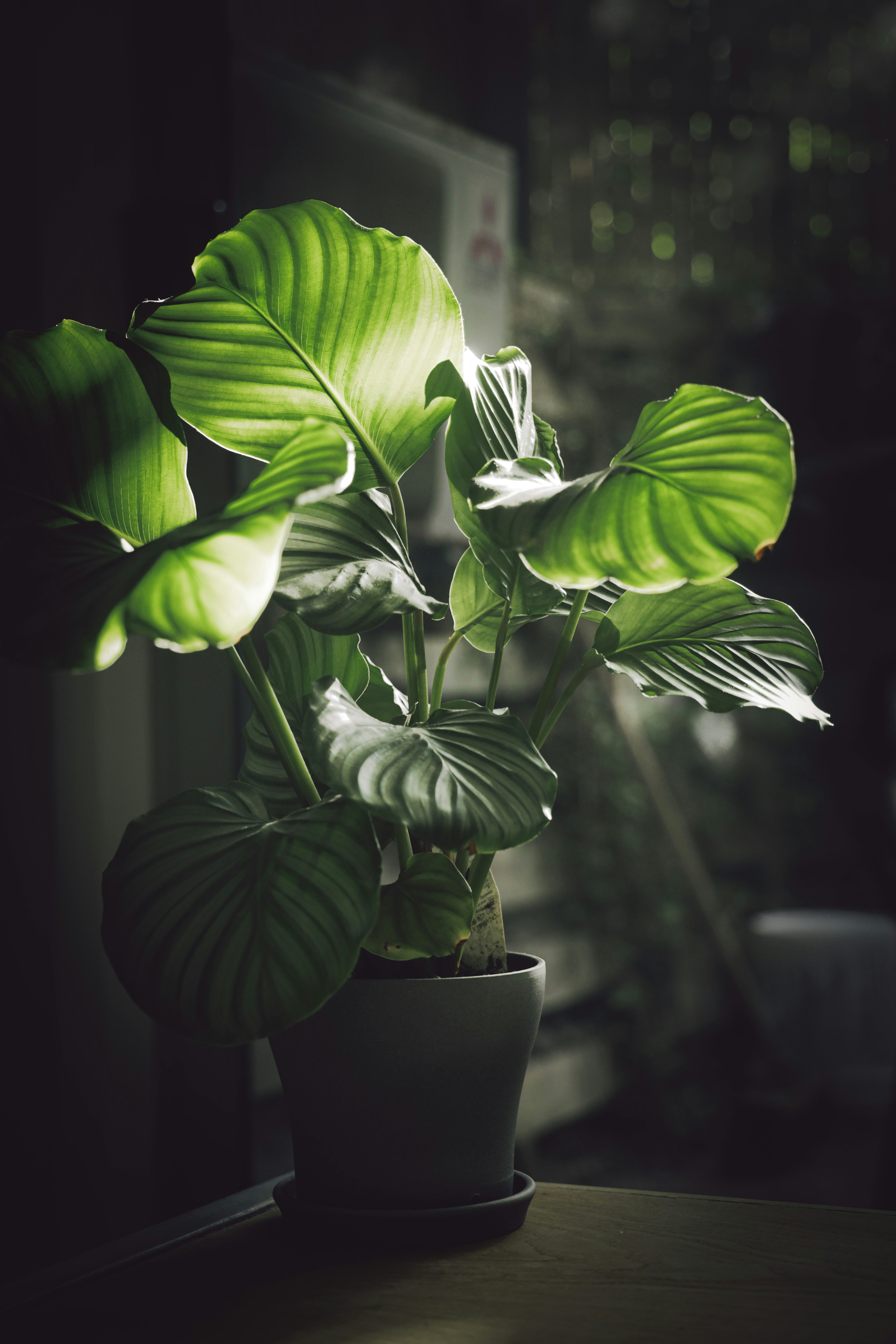 Photo by larisarunova