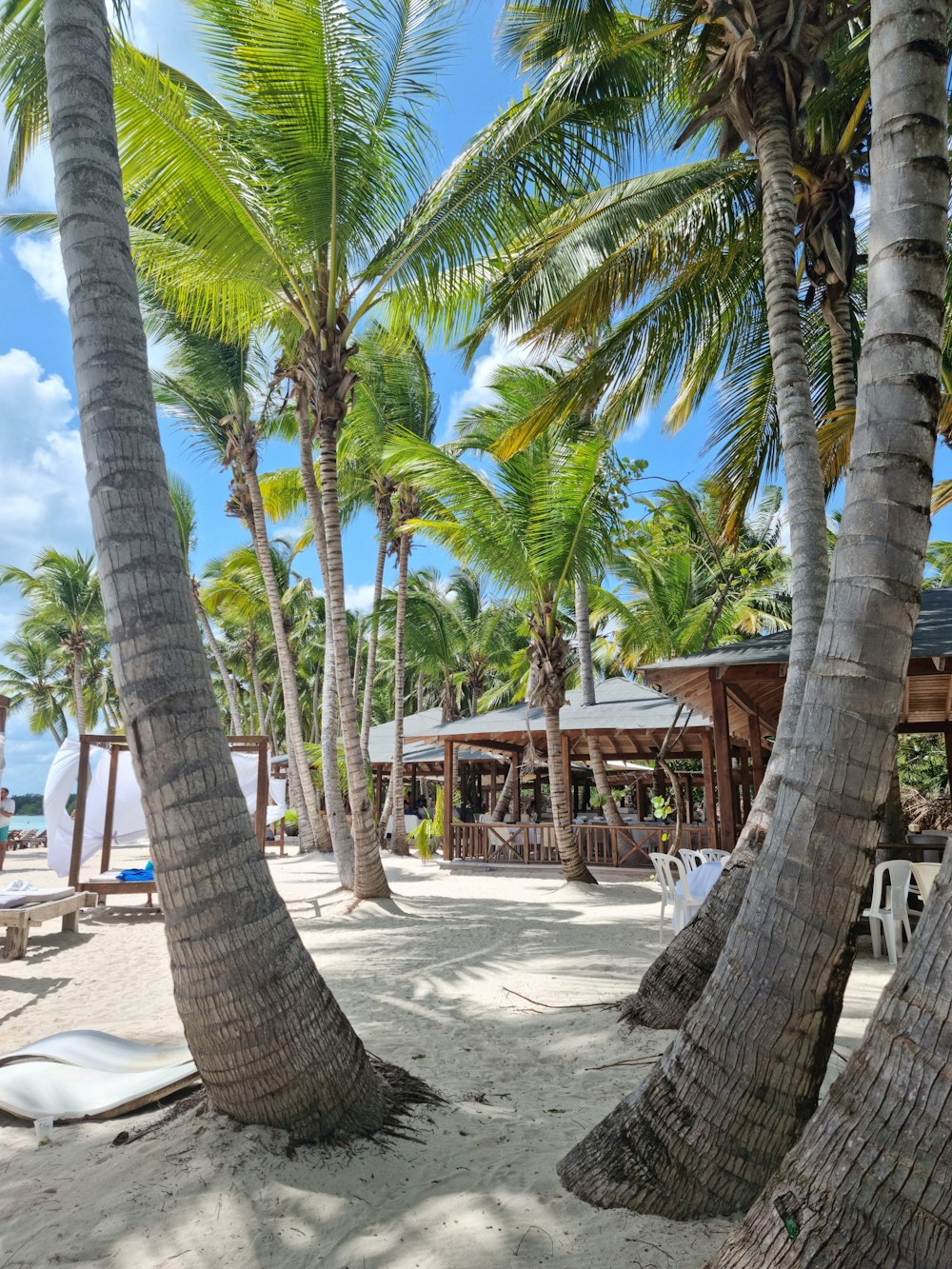 a beach with palm trees