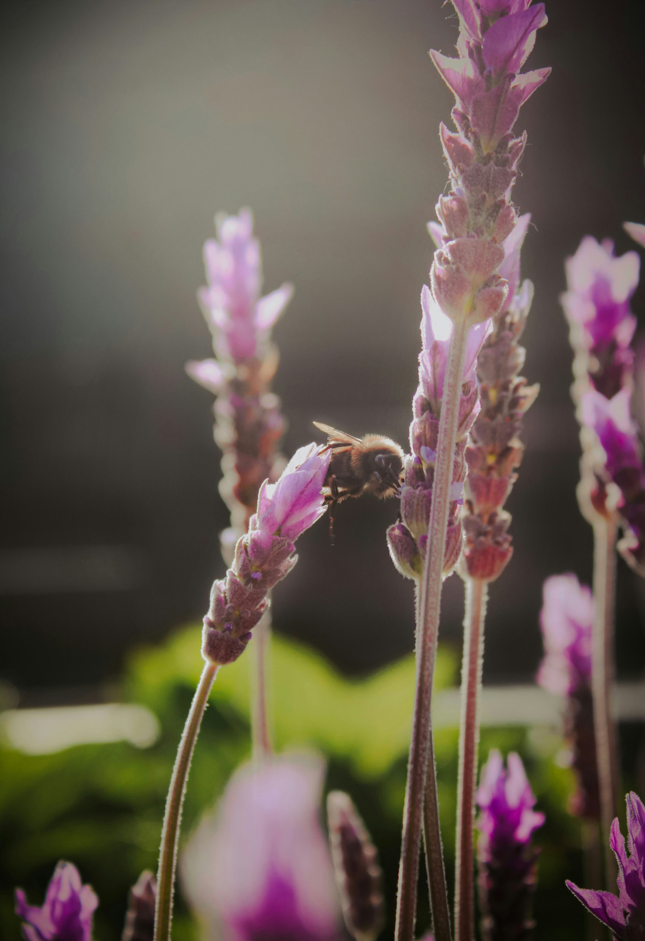 Photo by larisarunova