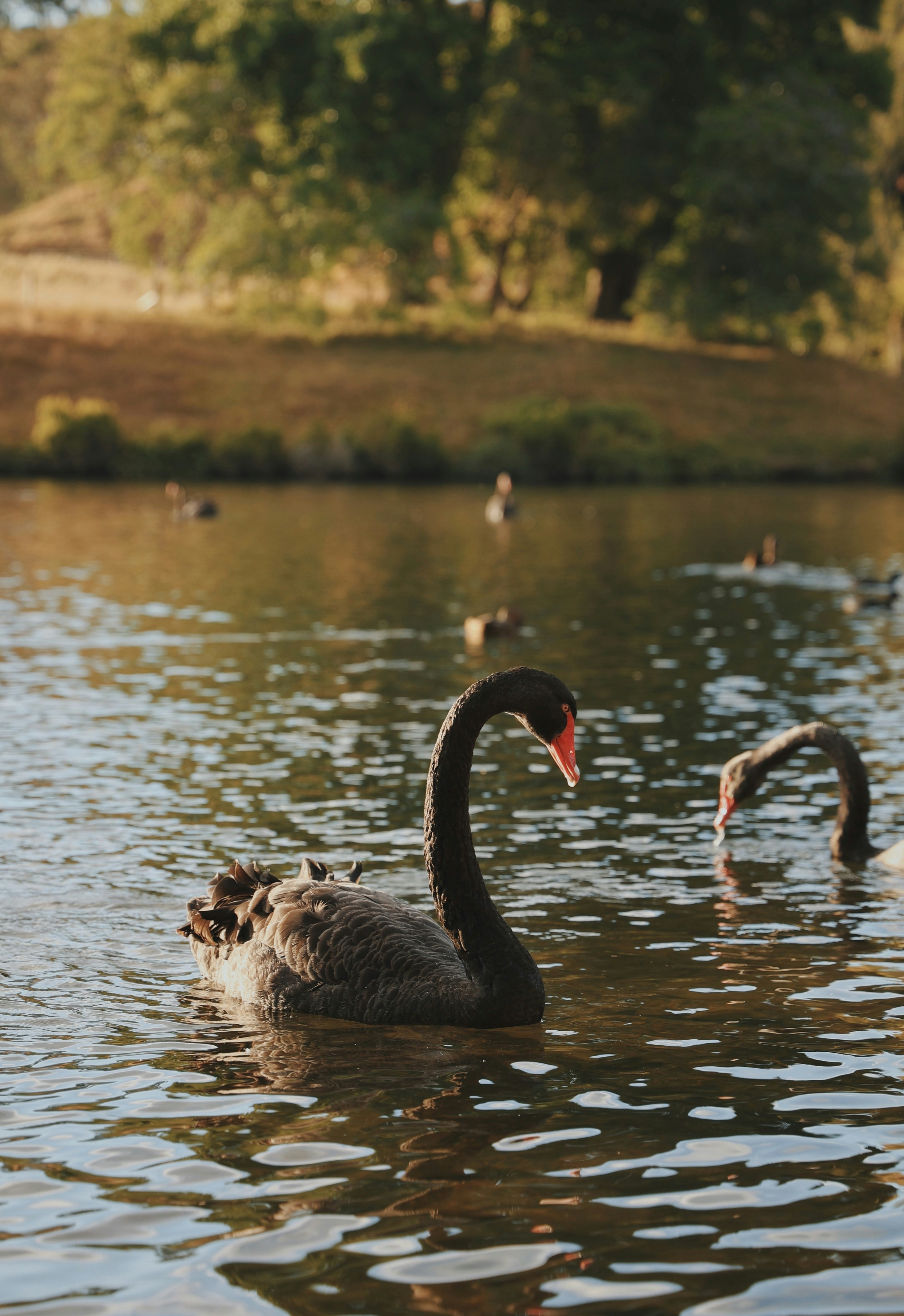 Photo by larisarunova