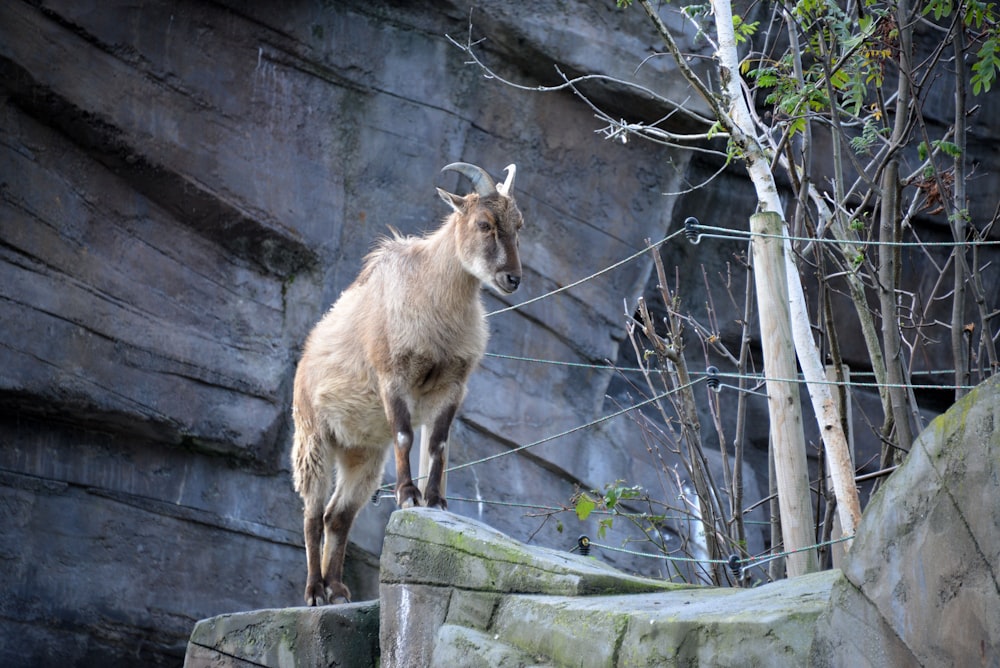 a goat standing on a rock