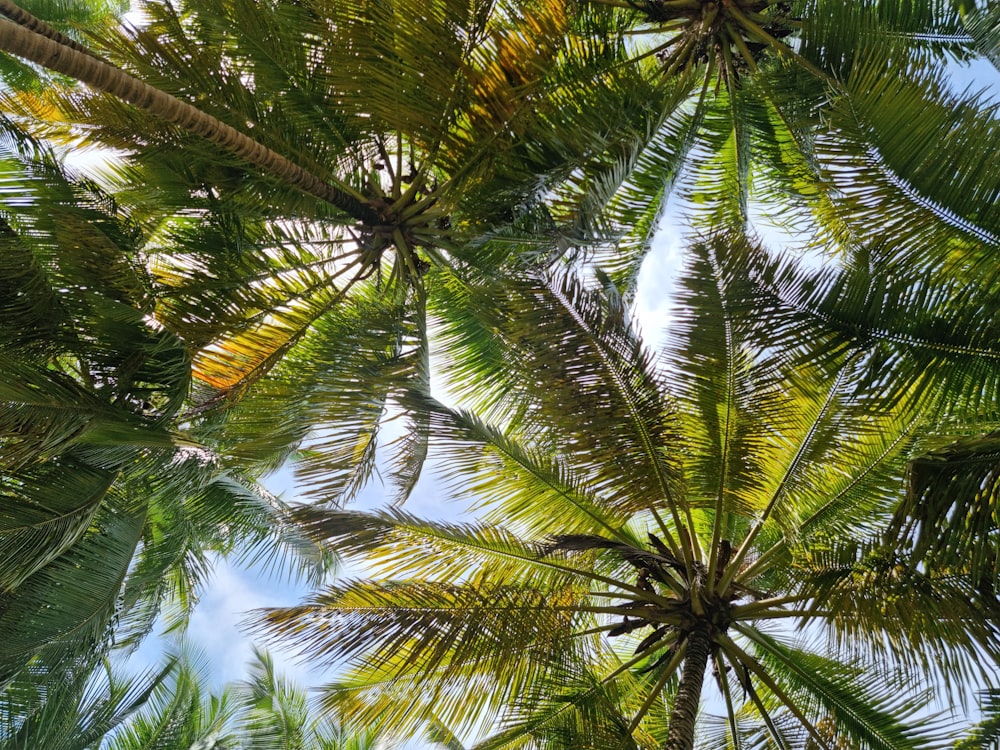 a close-up of some palm trees