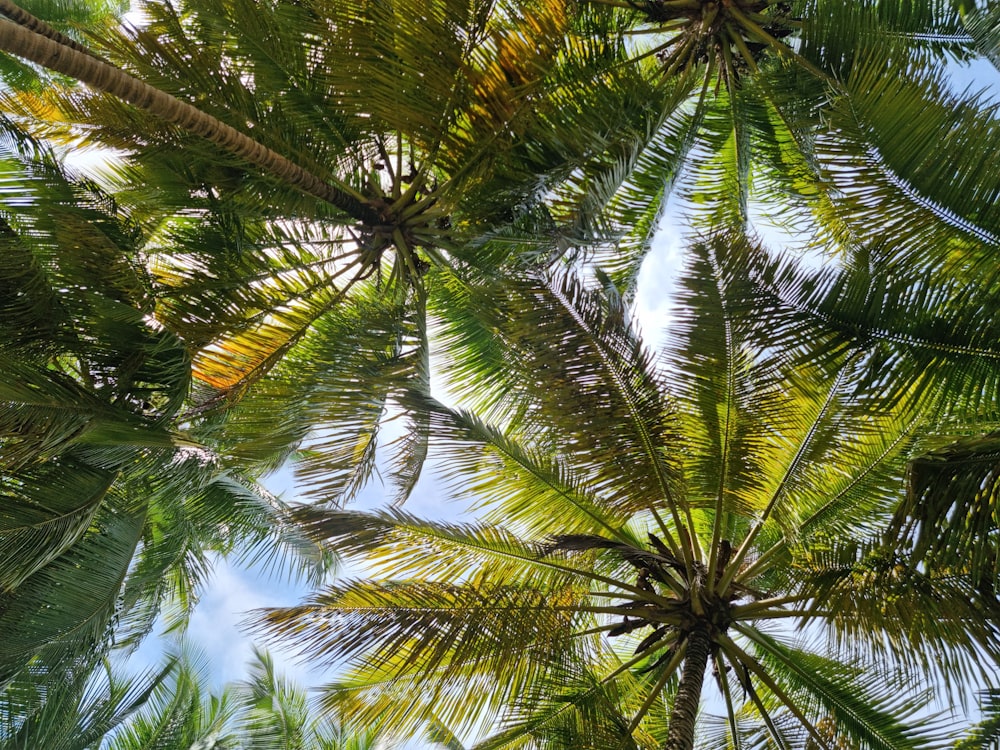 un gros plan de quelques palmiers