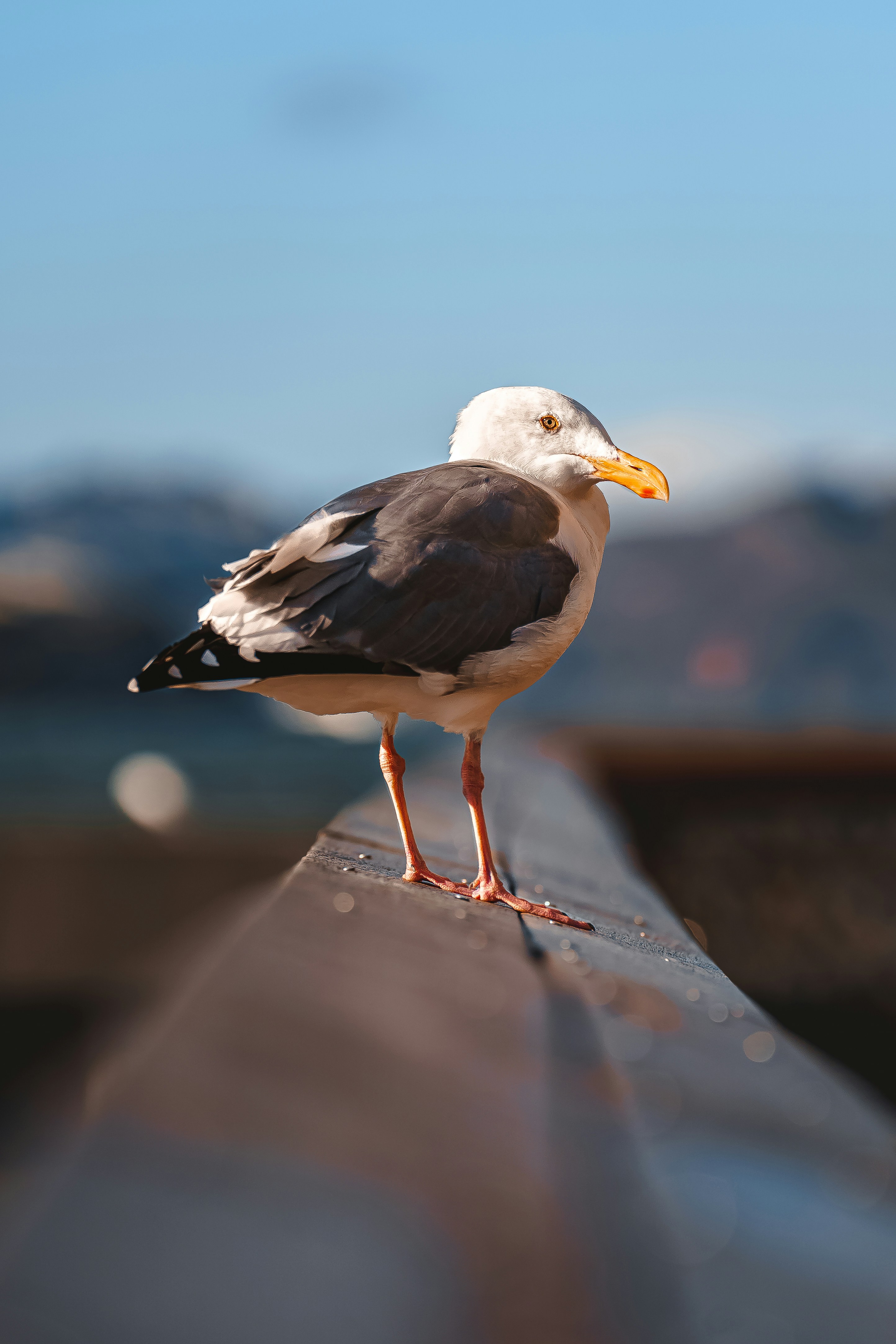 Photo by limamauro23