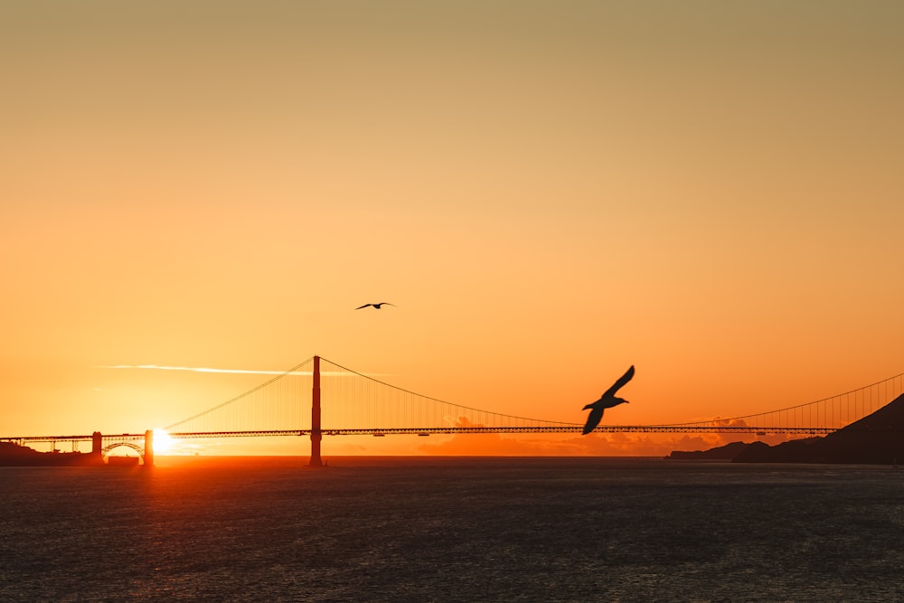 a bird flying over a bridge