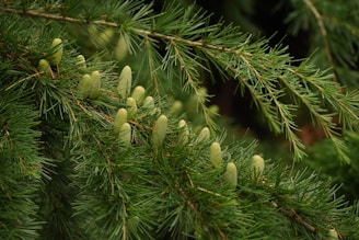 a close up of a plant