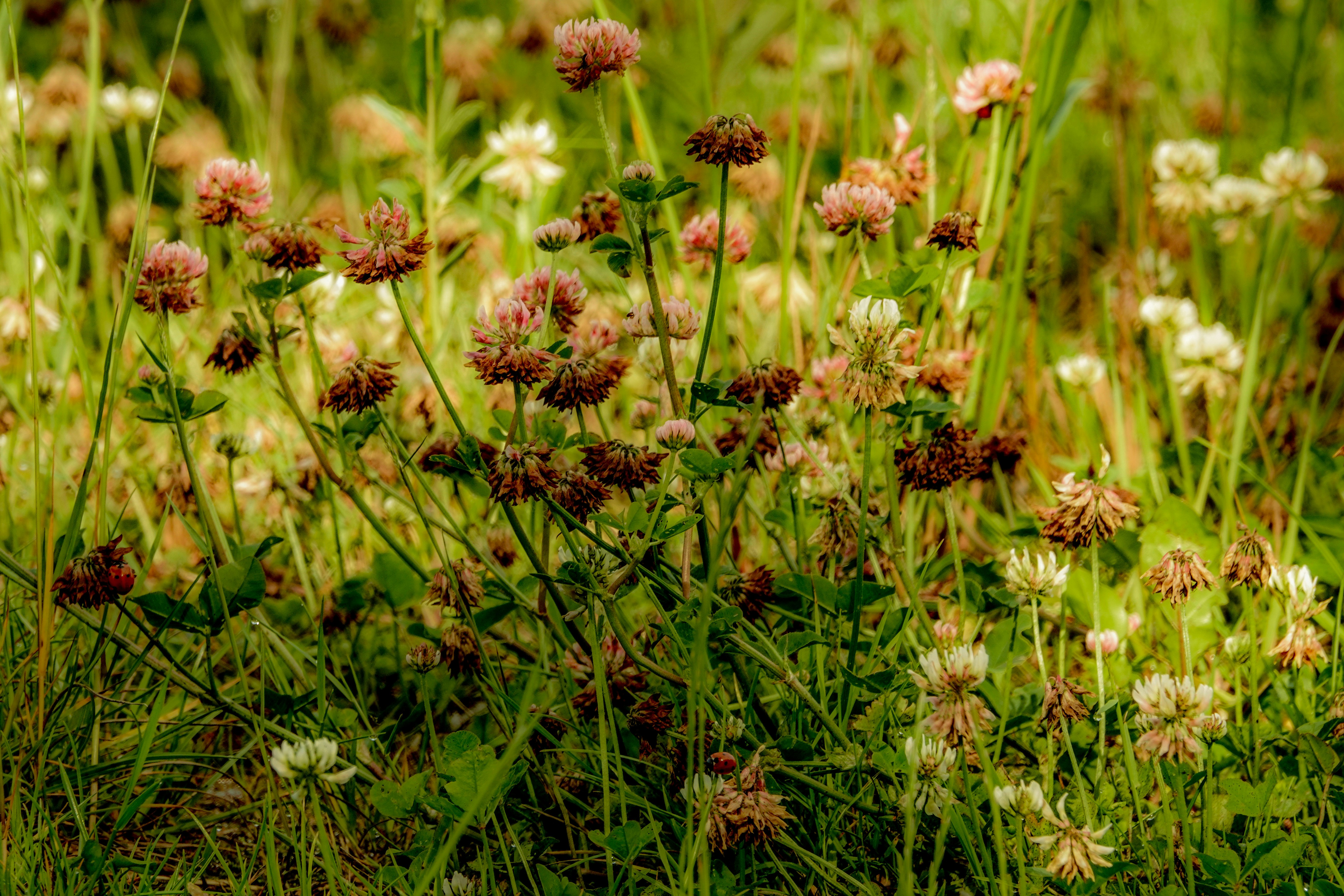 Photo by hooverpaul55