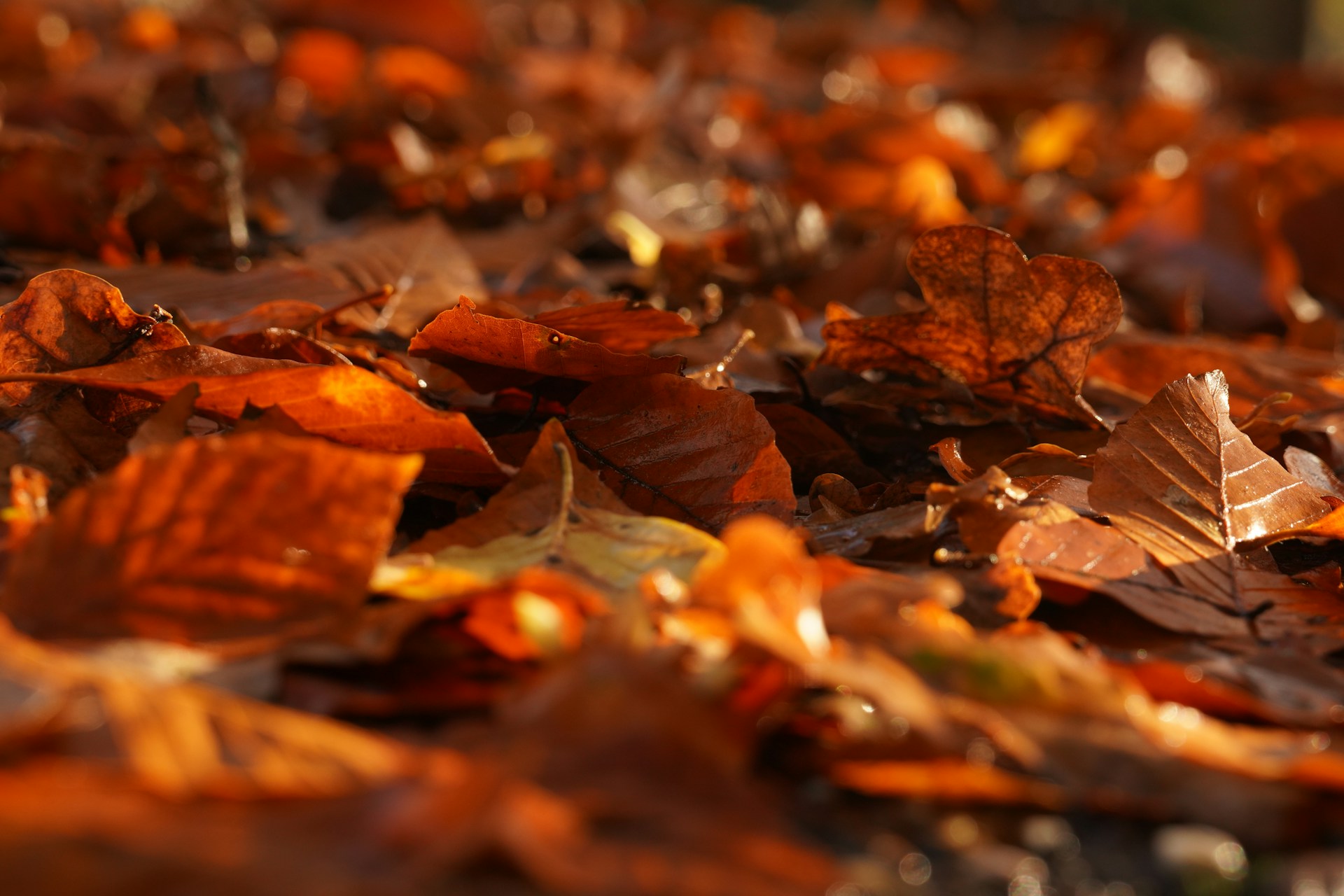a pile of leaves