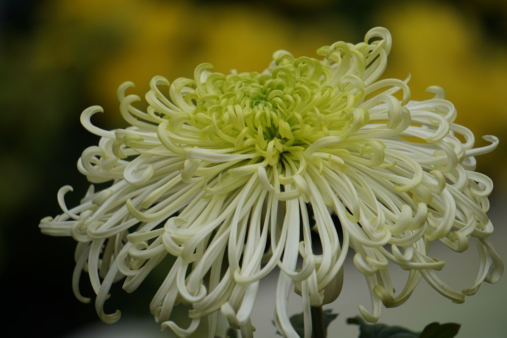 a close up of a white flower