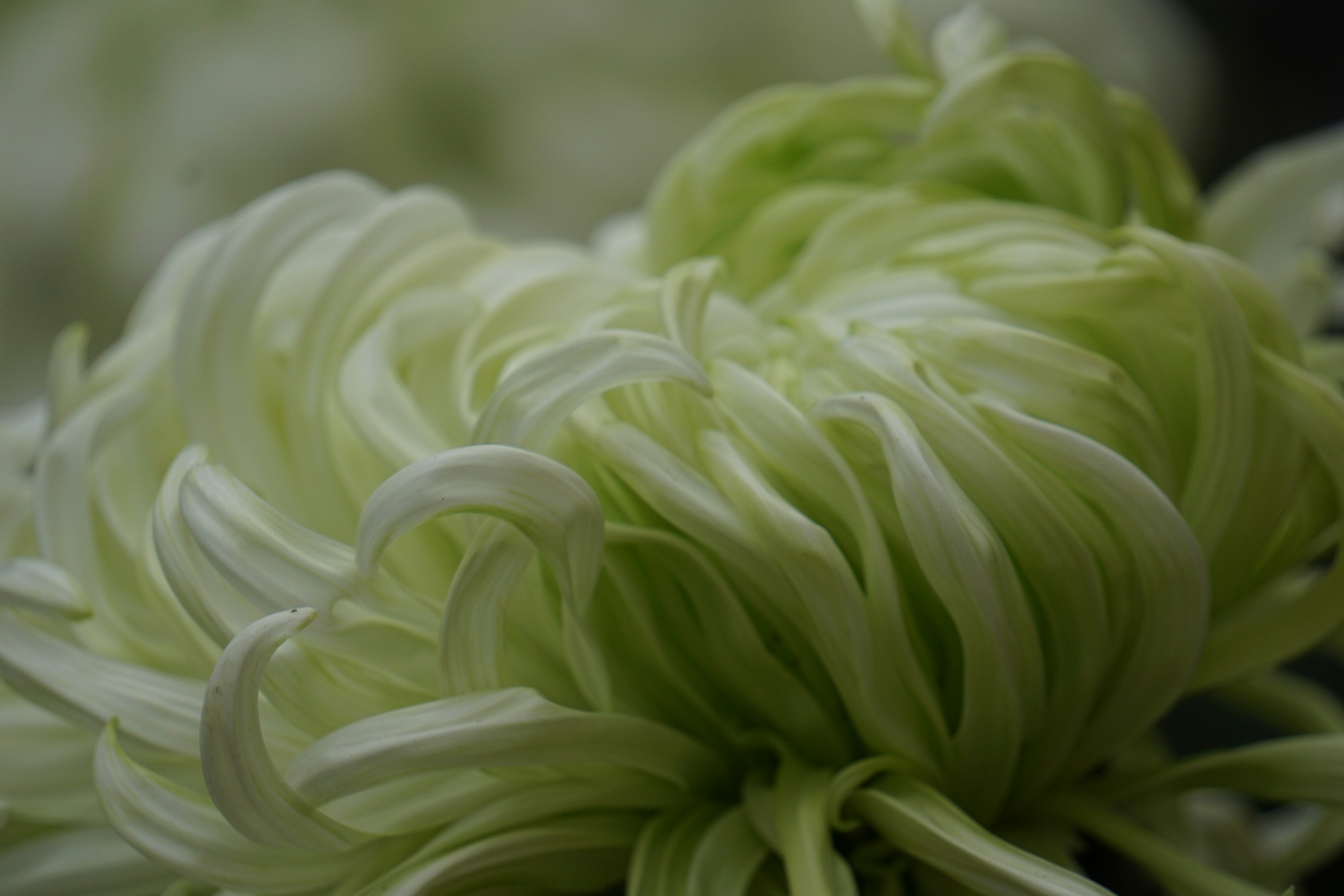 Photo by aravindreddytarugu